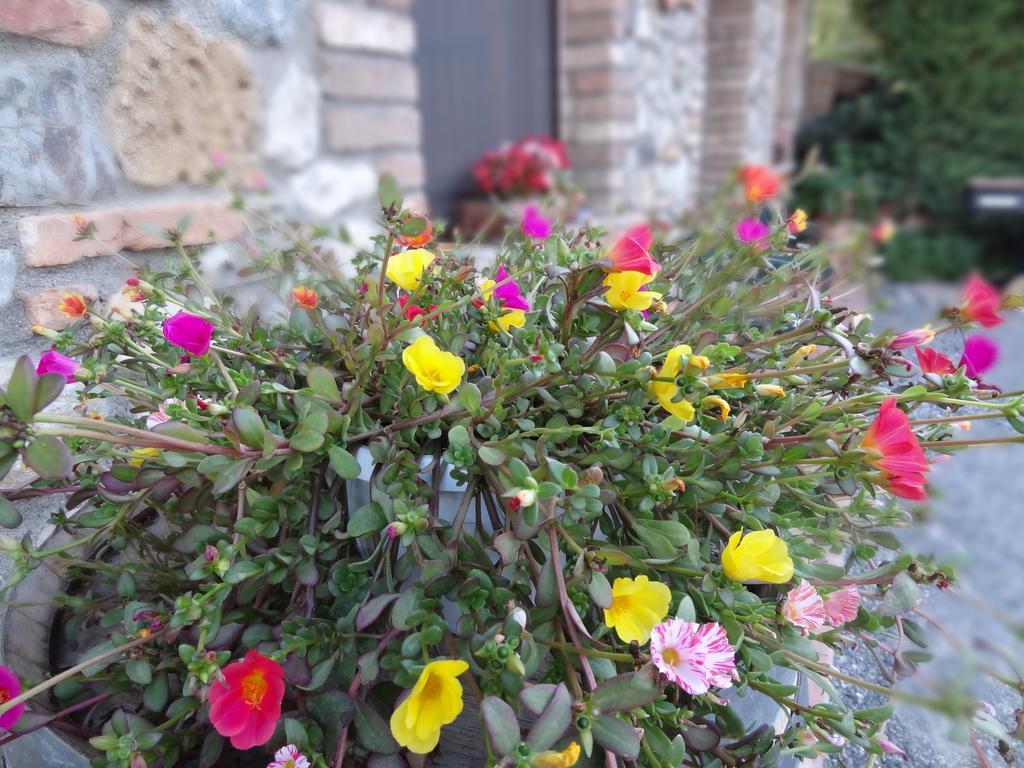Agriturismo Bandinacci Santa Luce Esterno foto